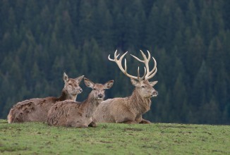 CORSO per ACCOMPAGNATORE per la CACCIA di selezione agli UNGULATI