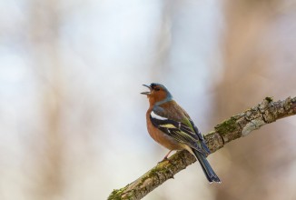 Una nuova via per la caccia in deroga?