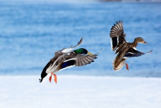 Richiami per acquatici, si attende la deroga