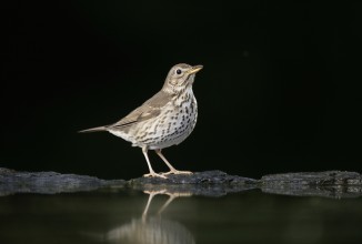 Tesserino: Modifica delle istruzioni per l’annotazione del prelievo di avifauna migratoria