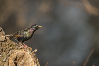 Controllo della specie storno