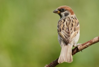 Distorisioni e impegno sul bracconaggio