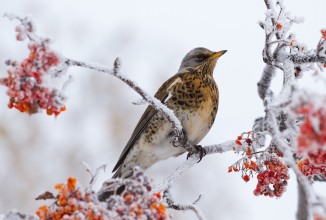 Caccia alla cesena fino al 30 gennaio, come da calendario: senza fondamento le richieste di chiusura delle sigle animaliste