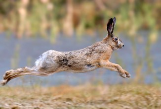 CHIUSURA CACCIA ABBATTIMENTO LEPRI NELL’ATC UNICO DI BRESCIA