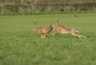 UTR Valpadana – Cremona e Mantova, chiusura anticipata della caccia ad alcune specie di fauna stanziale