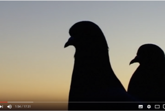 Le ricerche e i progetti intrapresi e partecipati dall’Ufficio Avifauna Migratoria di Fidc