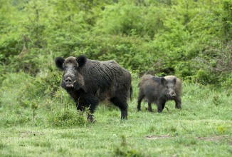 Perché non apre la caccia al cinghiale