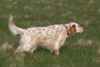 16^ Coppa Italia per cani da ferma su selvaggina naturale con CAC