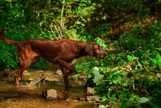 Addestramento cani, attenersi alle regole