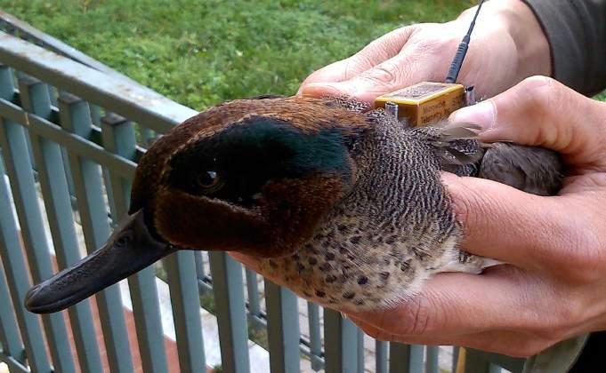 Rchamo Quagla | Acqust Onlne Su EBay - Foto 9