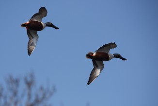 Quarta giornata aggiuntiva da appostamento fisso