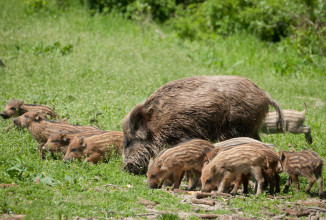 Cinghiale: il Mantello