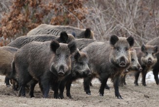 Per il cinghiale serve urgentemente modificare la legge nazionale