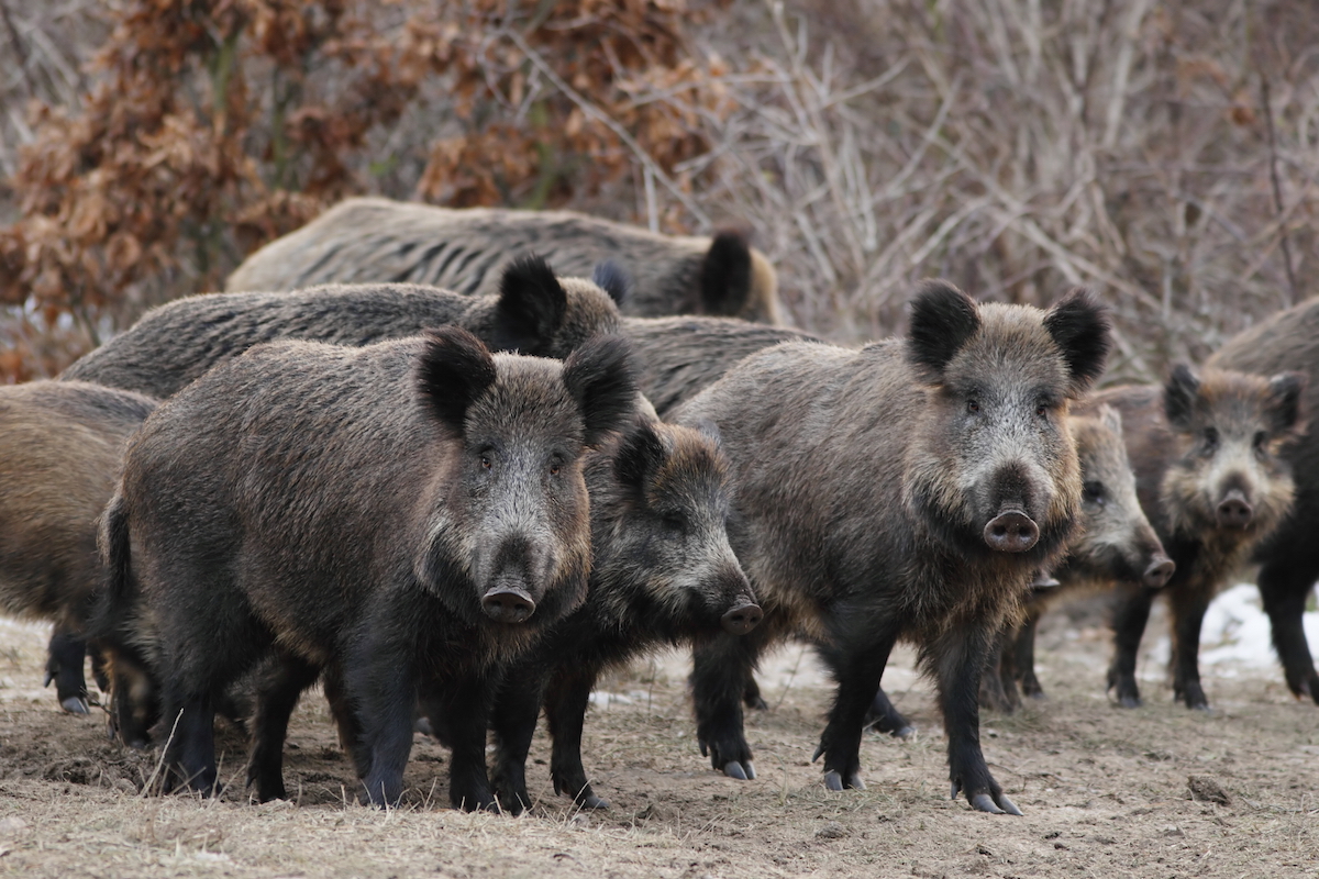 Cinghiale автомобиль