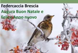 Auguri di Buone Feste