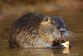 SPECIE ALLOCTONE INVASIVE: GESTIONE ITALIANA CARENTE