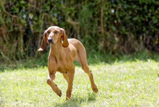 CORSO GIUDICI CANI DA SEGUITA SU LEPRE E CINGHIALE