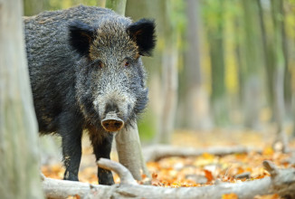 PESTE SUINA AFRICANA, SCATTA L’ALLERTA MASSIMA