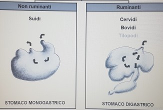 Rumine o non rumine? Differenze e significato ecologico