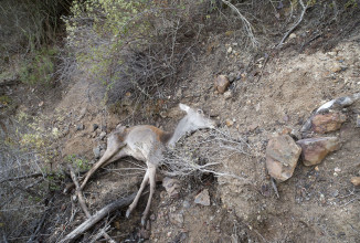 Starvation o morte per fame