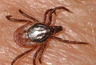 La malattia di Lyme o borreliosi