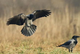 STAGIONE VENATORIA 2020/2021- ANTICIPO APERTURA CACCIA  AI CORVIDI