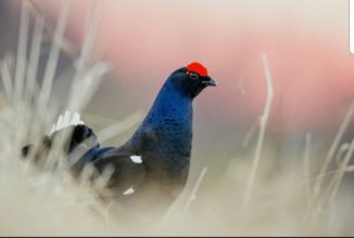 Prelievo del gallo forcello, inviate le osservazioni a Ispra