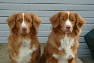 Nova Scotia Duck Tolling Retriever