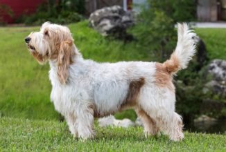 GRAND BASSET GRIFFON VENDEEN