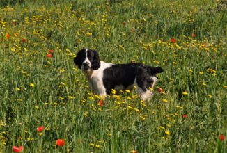 SPRINGER SPANIEL INGLESE