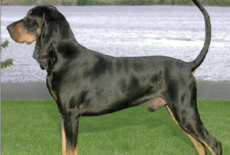 BLACK AND TAN COONHOUND