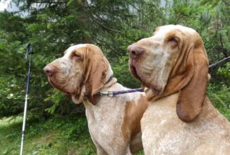 BRACCO ITALIANO