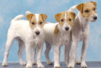 PARSON RUSSELL TERRIER