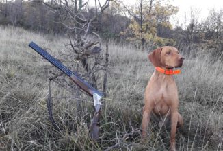 BRACCO UNGHERESE A PELO CORTO – VIZLA