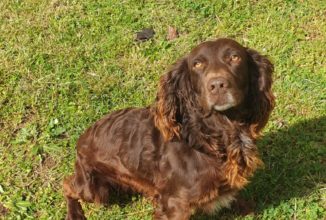 DEUTSCHER WACHTELHUND – SPANIEL TEDESCO