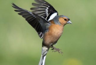 Caccia in deroga, richiesta all’Ispra