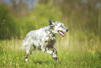 ordinanza 539 del 3 maggio 2020 Addestramento cani