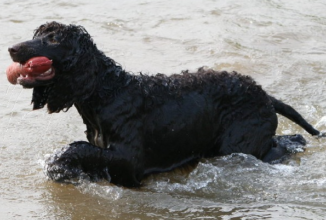 IRISH WATER SPANIEL