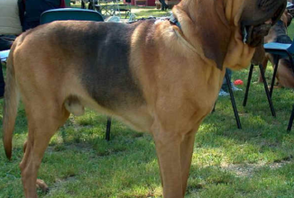 CHIEN DE SAINT HUBERT (Bloodhound)