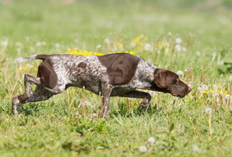 Addestramento cani anche di lunedì