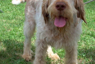 LO SPINONE ITALIANO