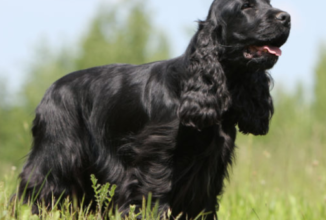 COCKER SPANIEL INGLESE