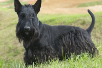 SCOTTISH TERRIER