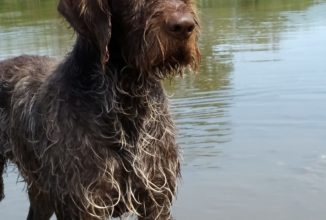 CANE DA FERMA TEDESCO A PELO DURO – DEUTSCH DRAHTHAAR