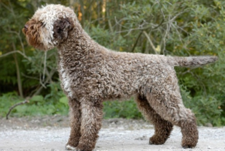 LAGOTTO ROMAGNOLO