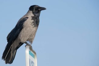 PREAPERTURA DELLA CACCIA PER LE SPECIE CORNACCHIA GRIGIA, CORNACCHIA NERA, GAZZA E GHIANDAIA IN PROVINCIA DI BRESCIA