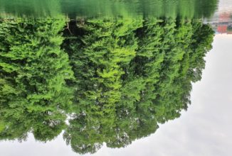 IL BOSCO TAXODI DI PARATICO: UN CASO VIRTUOSO DI GESTIONE DEL TERRITORIO E DI TUTELA DELLA BIODIVERSITA’