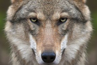 APPROVATA LA MODIFICA DELLO STATUS DI PROTEZIONE DEL LUPO