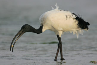 Regione Lombardia organizza corsi di formazione per il controllo di specie aliene invasive