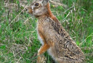 CHIUSURA CACCIA ALLA LEPRE